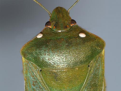 Nezara viridula