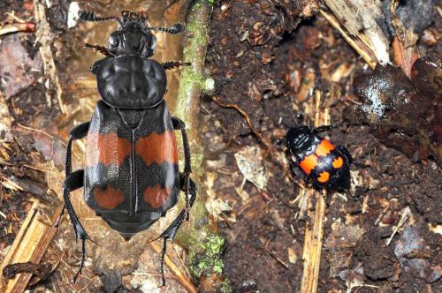 Réf. 51 423 : Nicrophorus vespilloides