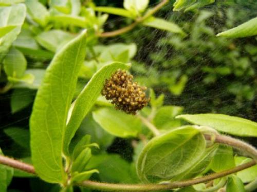 Araneus diadematus