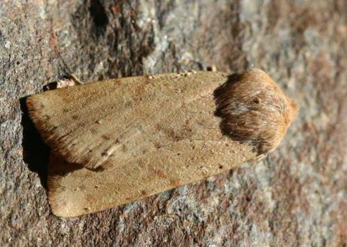 Réf. 51 691 : Conistra daubei