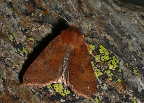 Réf. 51 510 : Agrochola helvola