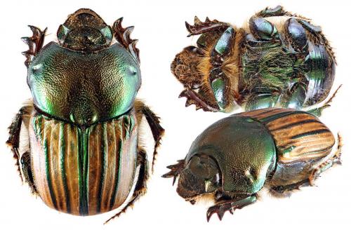 Réf. 51 898 : Onitis humerosus