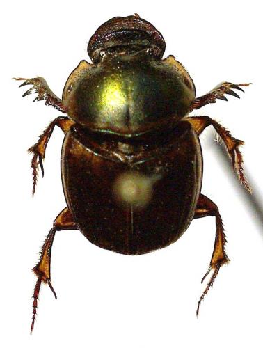 Digitonthophagus gazella