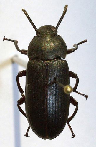 Réf. 51 464 : Tenebrio guineensis