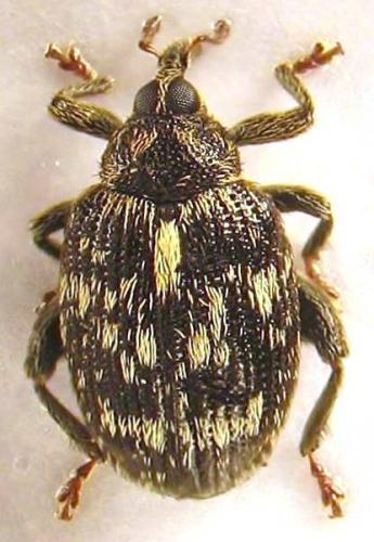Orchestes rusci
