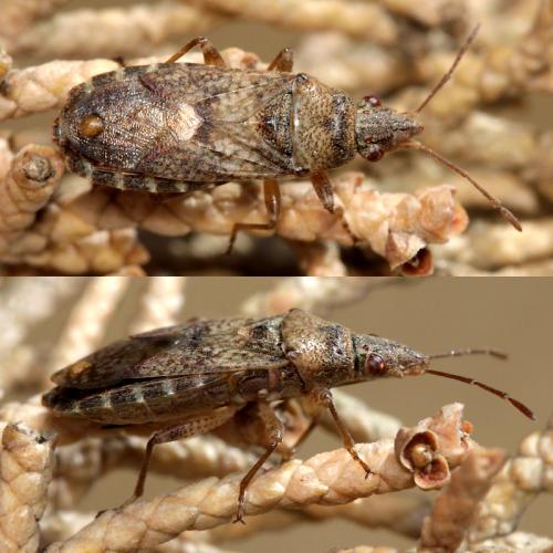Réf. 51 853 : Orsillus maculatus