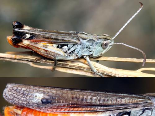 Stenobothrus grammicus