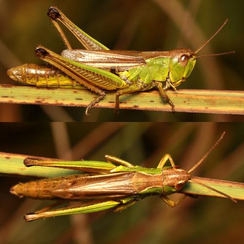 Réf. 51 511 : Pseudochorthippus montanus montanus