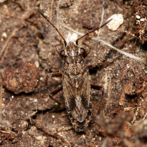 Réf. 51 509 : Ortholomus punctipennis
