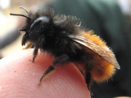 Osmia cornuta