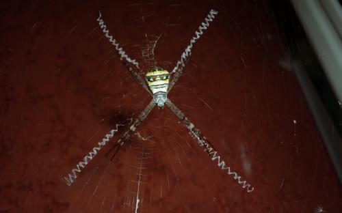 Réf. 51 980 : Argiope sp.