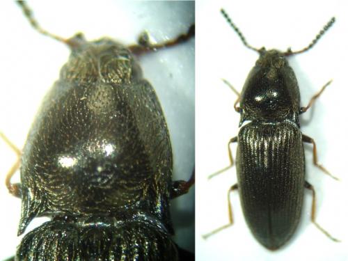 Hypnoidus consobrinus