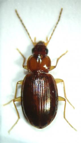 Ocys (harpaloides-tachysoides)