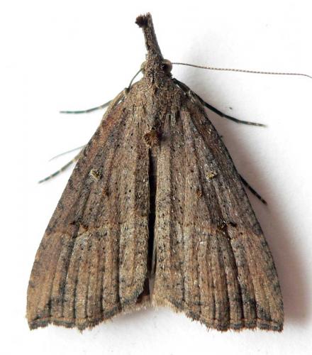 Hypena rostralis