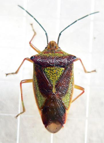 Acanthosoma haemorrhoidale haemorrhoidale