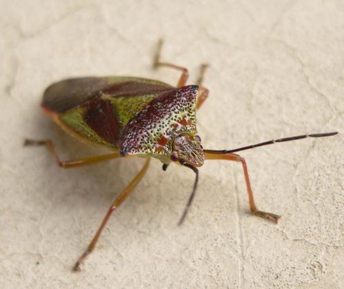 Réf. 51 360 : Acanthosoma haemorrhoidale haemorrhoidale