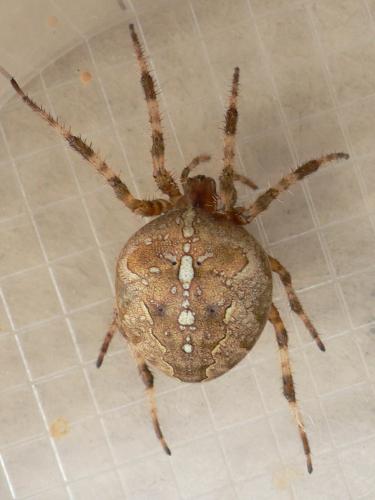 Araneus diadematus