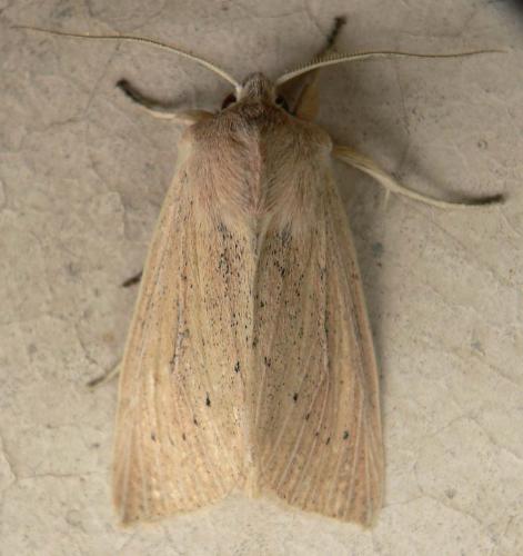 Rhizedra lutosa