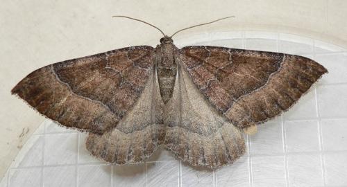 Réf. 51 187 : Larentia clavaria