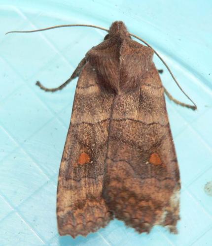 Eupsilia transversa
