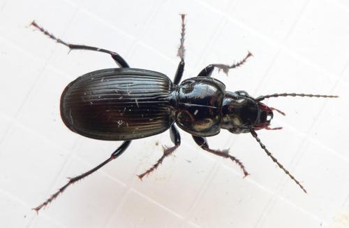 Pterostichus madidus