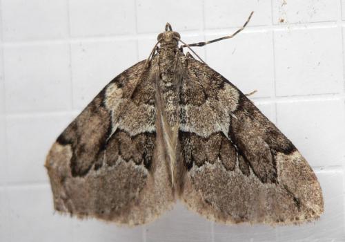 Réf. 51 585 : Thera juniperata