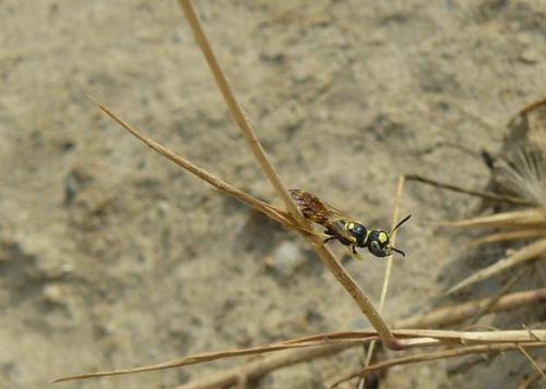 Réf. 51 881 : Philanthus pulchellus