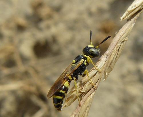 Réf. 51 892 : Philanthus pulchellus