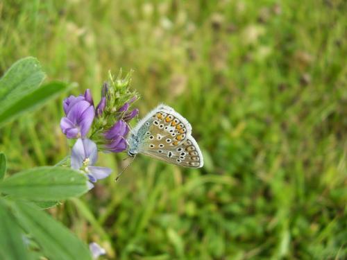 Polyommatus icarus