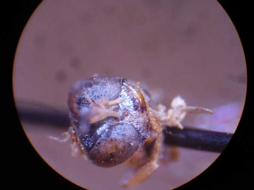 Rhopalum clavipes