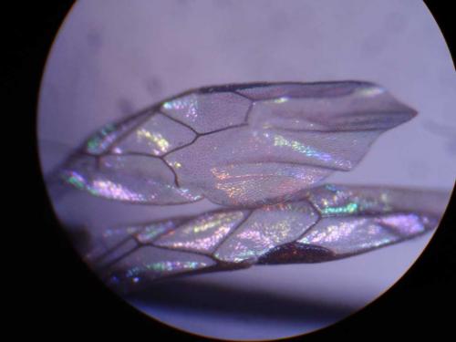 Rhopalum clavipes