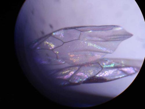 Rhopalum clavipes