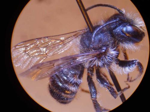 Megachile melanogaster