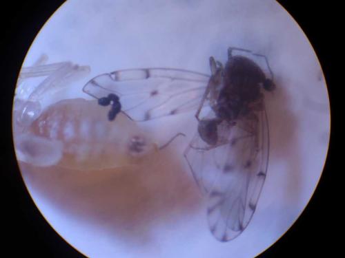 Réf. 51 191 : Ectopsocus petersi