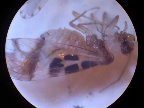 Graphopsocus cruciatus