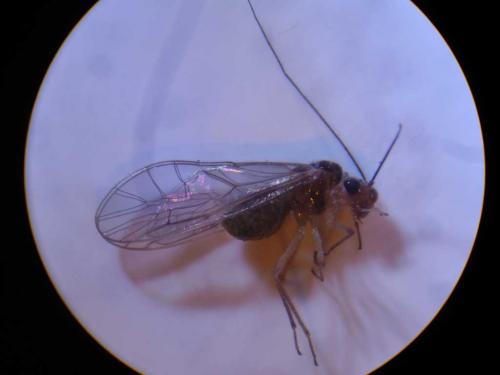Stenopsocus immaculatus