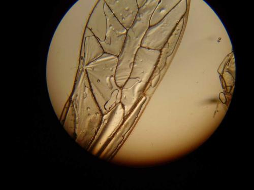 Stenopsocus immaculatus