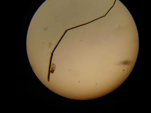 Stenopsocus immaculatus