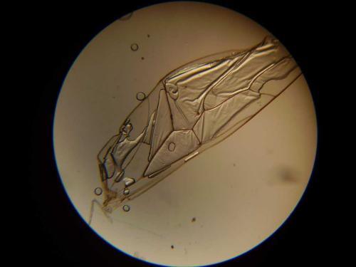 Stenopsocus immaculatus