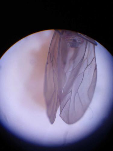 Réf. 51 443 : Peripsocus sp.