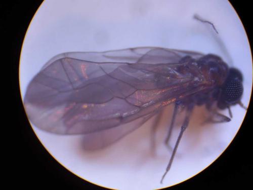 Réf. 51 403 : Peripsocus sp.