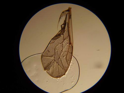 Réf. 51 429 : Peripsocus sp.