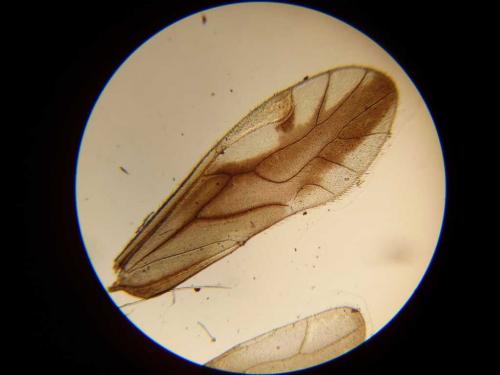 Caecilius fuscopterus