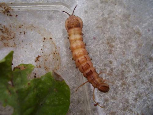Stauropus fagi