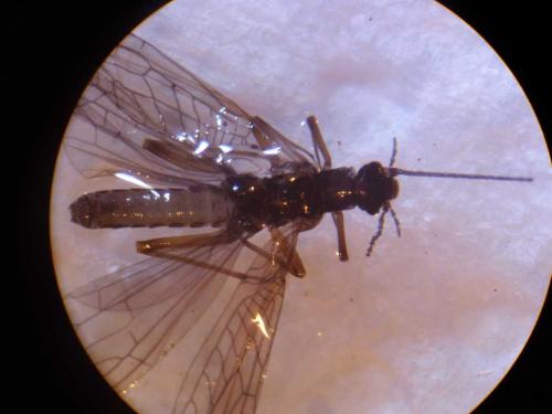 Leuctra fusca