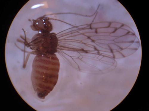 Ectopsocus sp.