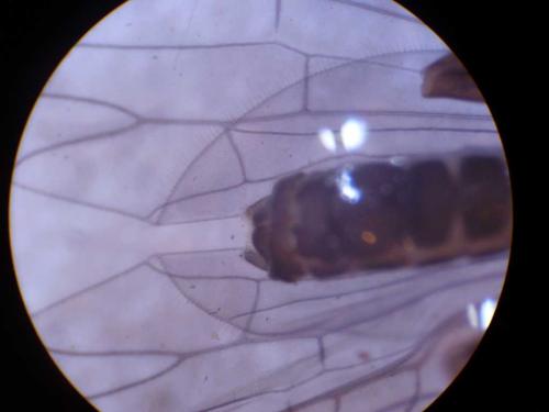 Réf. 51 702 : Leuctra fusca
