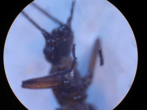 Leuctra sp.