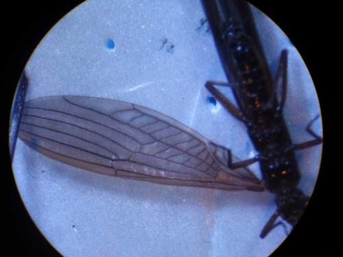 Leuctra sp.