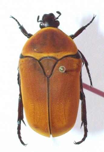 Réf. 51 298 : Pachnoda marginata aurantia